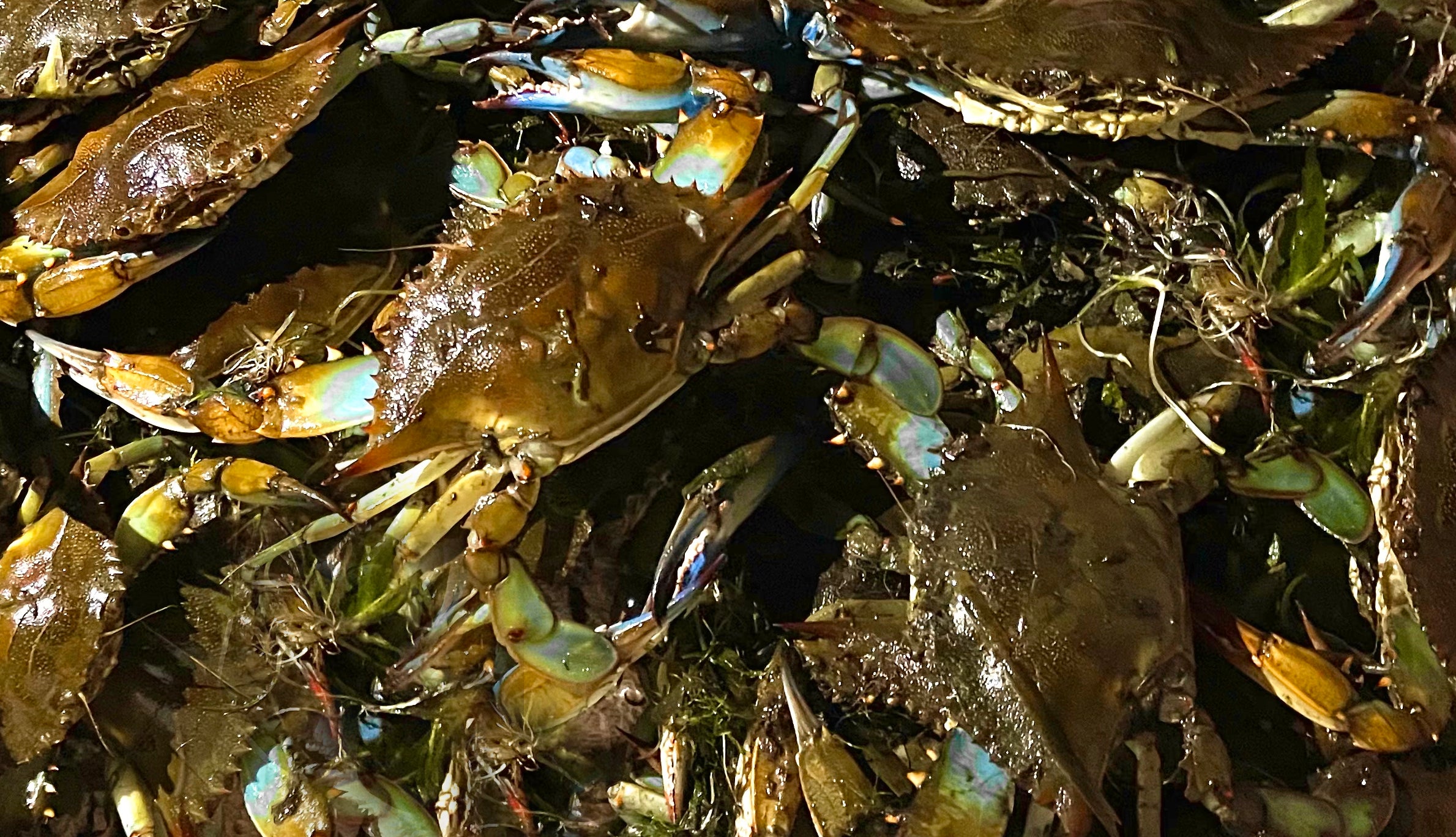 Florida Blue Crabs