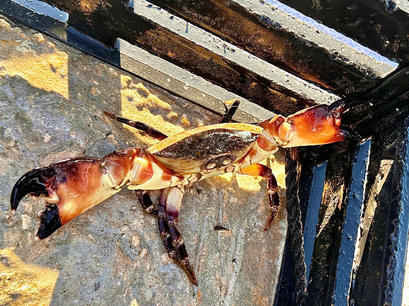 Stone Crab in Pot on a Florida Stone Crab Charter. 
